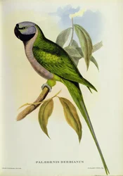 Sittich: Palaeornis Derbianus, ca. 1850
